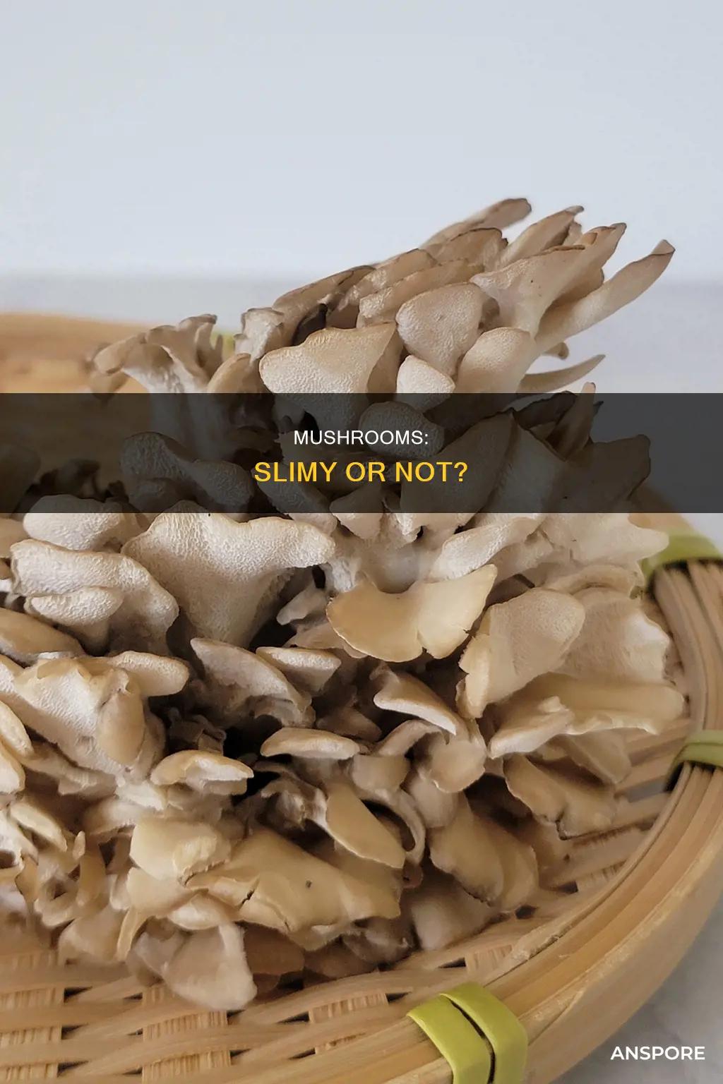 are mushrooms slimy when wet