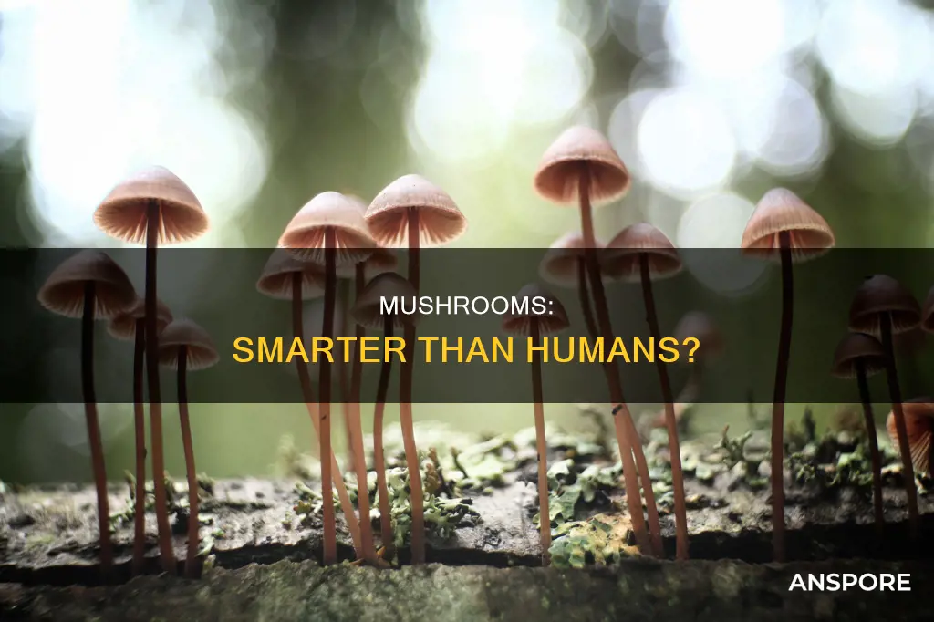 are mushrooms smarter than humans