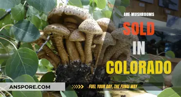 Mushroom Sales in Colorado: What's Available?
