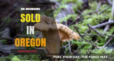 Mushroom Hunting: Oregon's Foraging Adventure