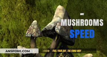 Mushrooms: Nature's Superfood or Just Hype?