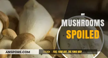 Mushroom Mysteries: Spotting Spoiled Fungi