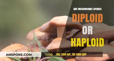 Mushroom Spores: Haploid or Diploid?