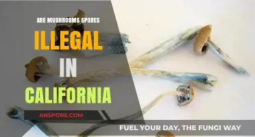 Mushroom Spores: California's Legal Status Explained