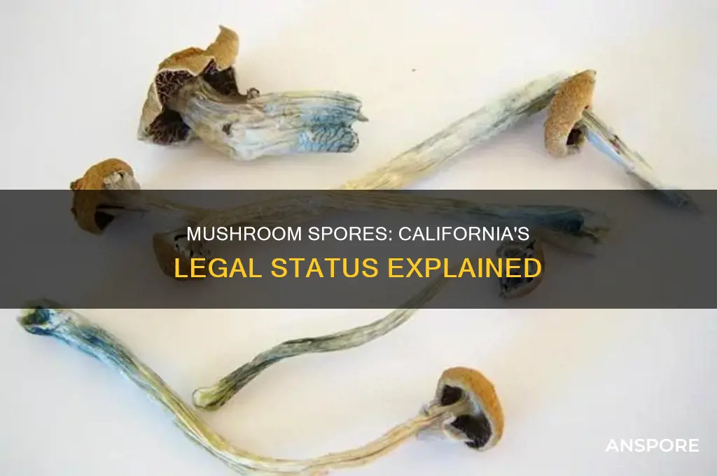 are mushrooms spores illegal in california