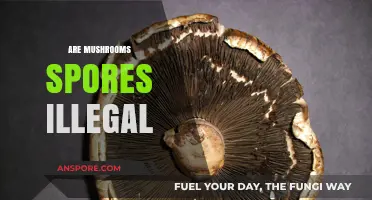 Mushroom Spores: Legal or Not?