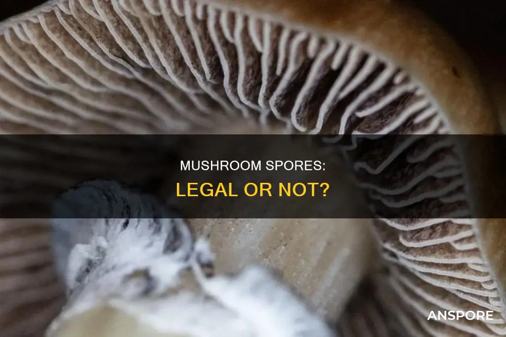 are mushrooms spores illegal