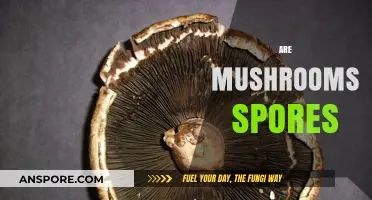 Mushroom Mysteries: Spores and More