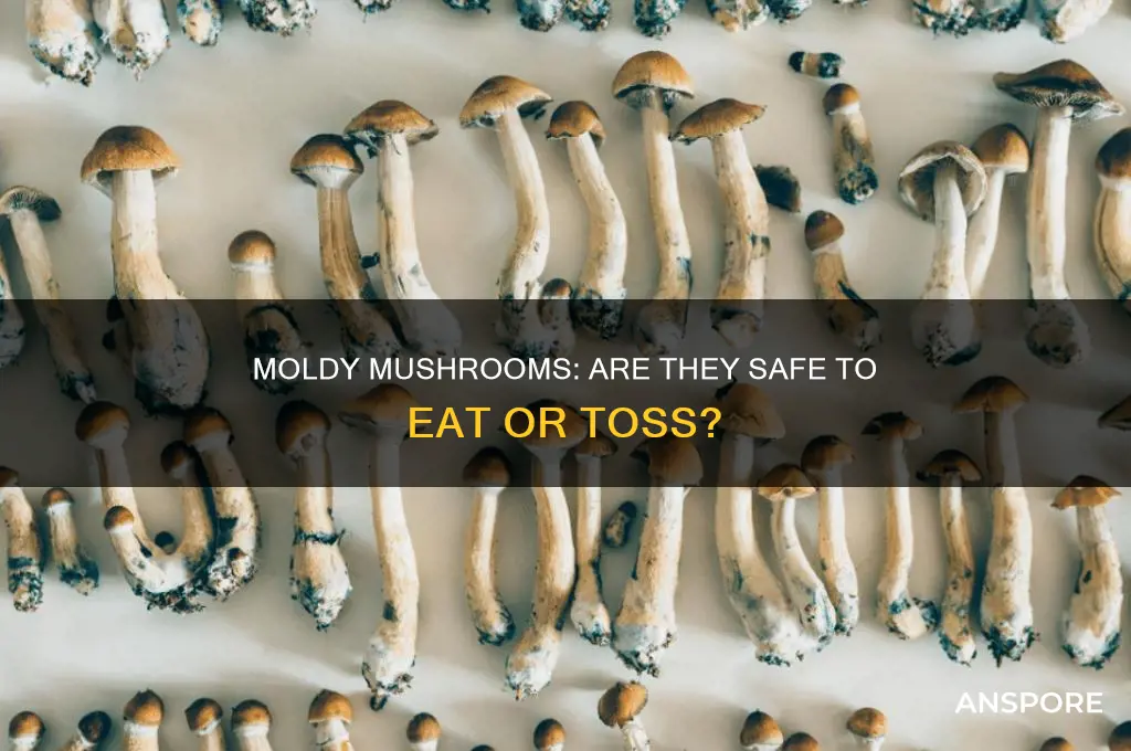 are mushrooms still good if there is mold on them