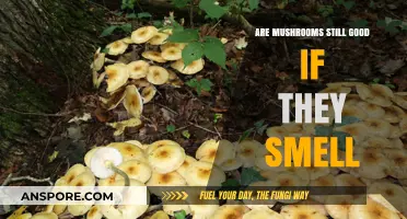 Mushroom Smell Test: Are They Still Safe to Eat?