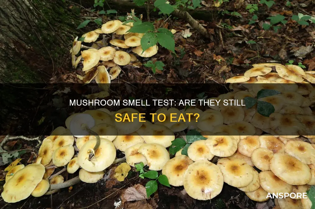 are mushrooms still good if they smell