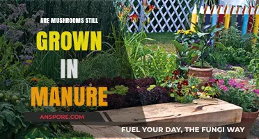 Mushroom Cultivation: Manure Usage Explored