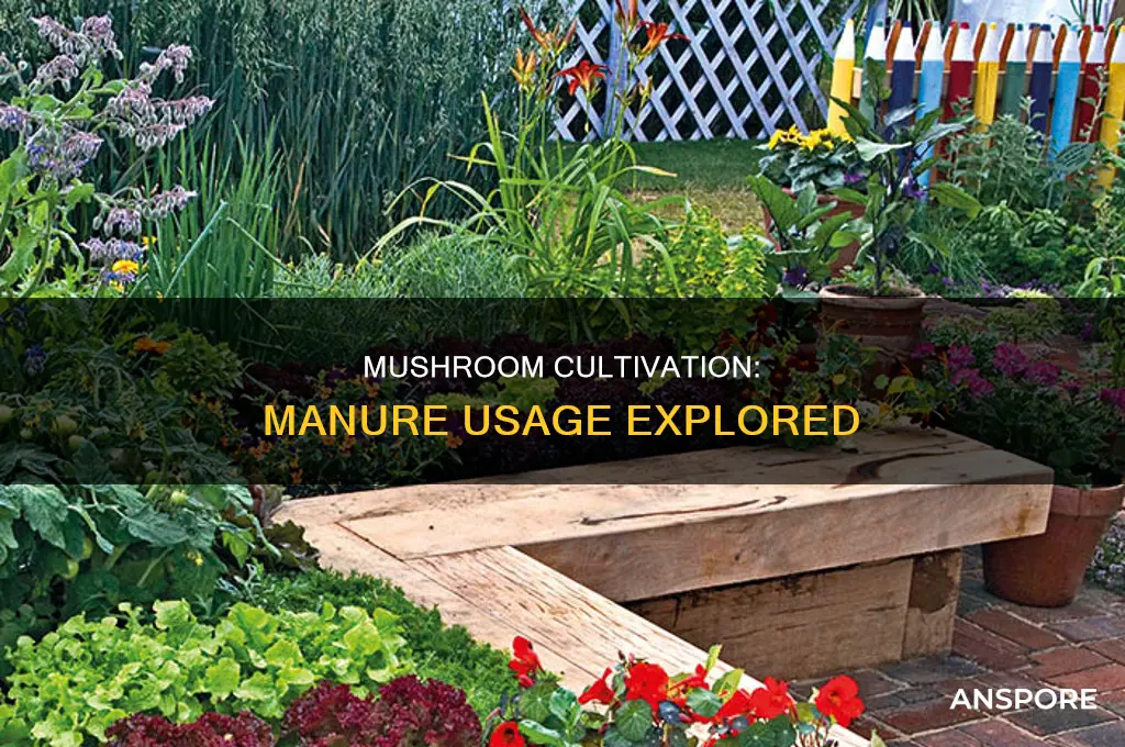 are mushrooms still grown in manure