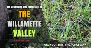 Mushroom Hunting in Willamette Valley: Still Worth It?