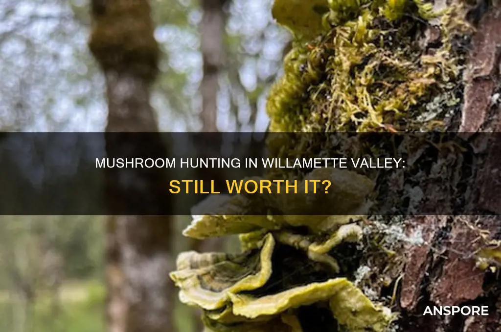 are mushrooms still harvestable in the willamette valley