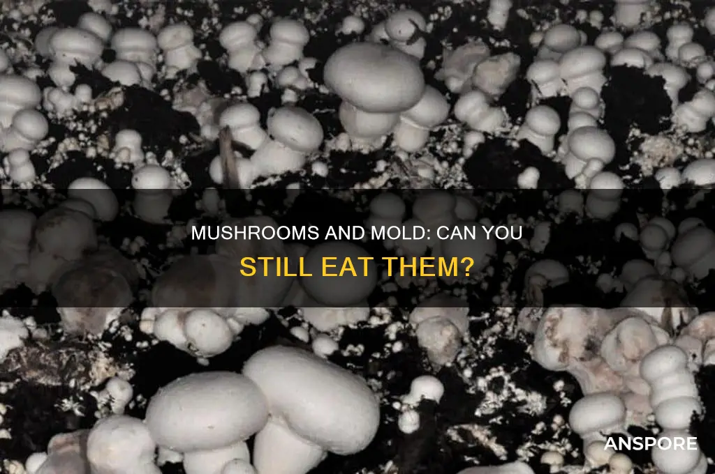 are mushrooms stillgood of there