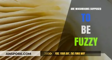 Mushroom Mystery: Fuzzy or Not Fuzzy?