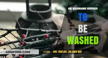 Should You Wash Mushrooms? The Ultimate Guide