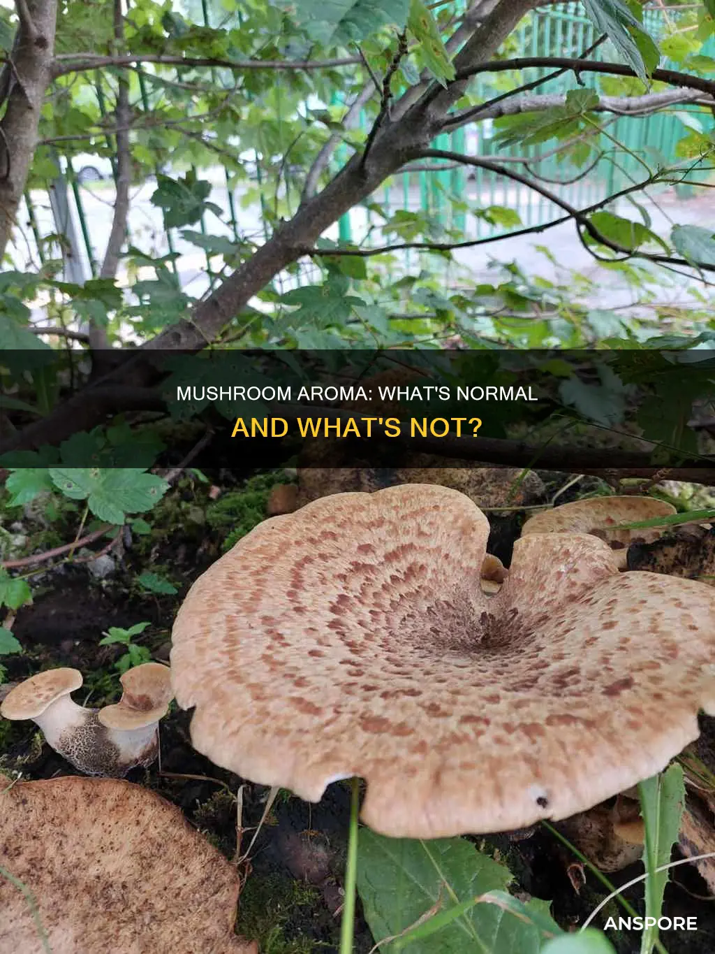 are mushrooms supposed to smell