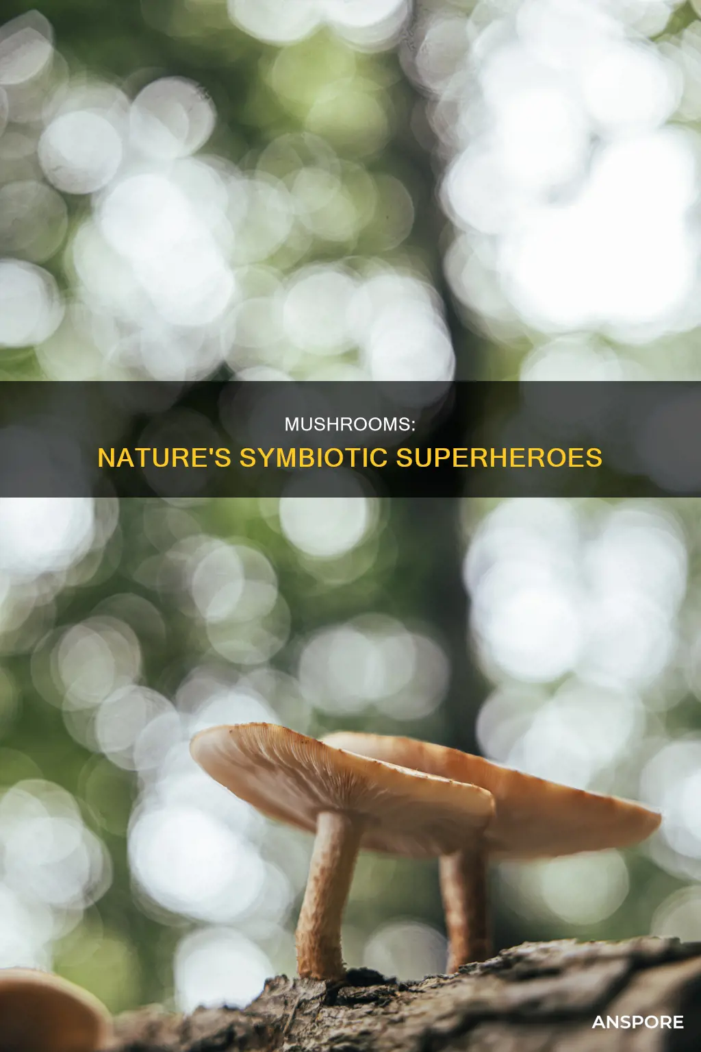 are mushrooms symbiotic