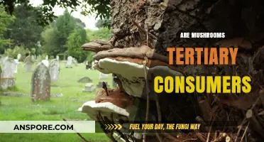 Mushrooms: Tertiary Consumers or Not?