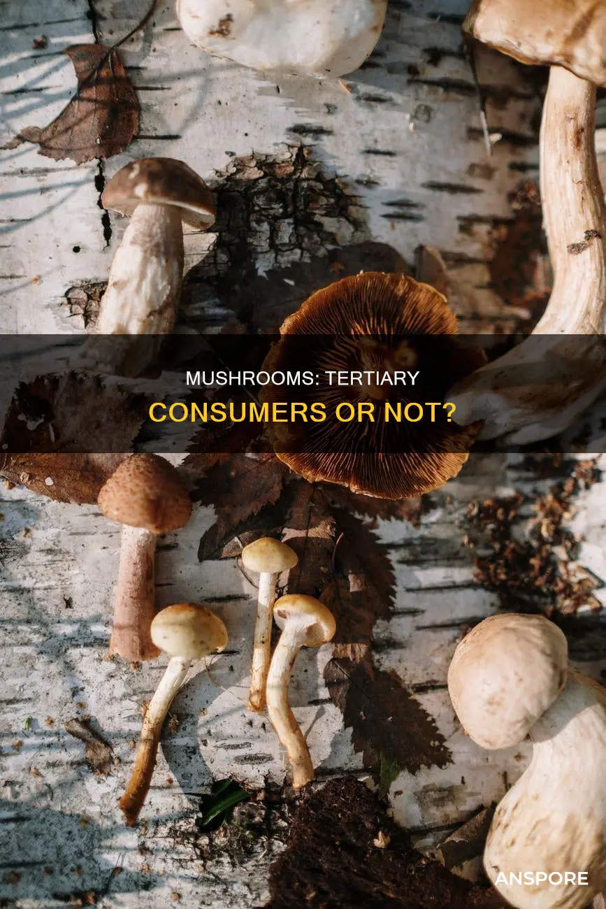 are mushrooms tertiary consumers