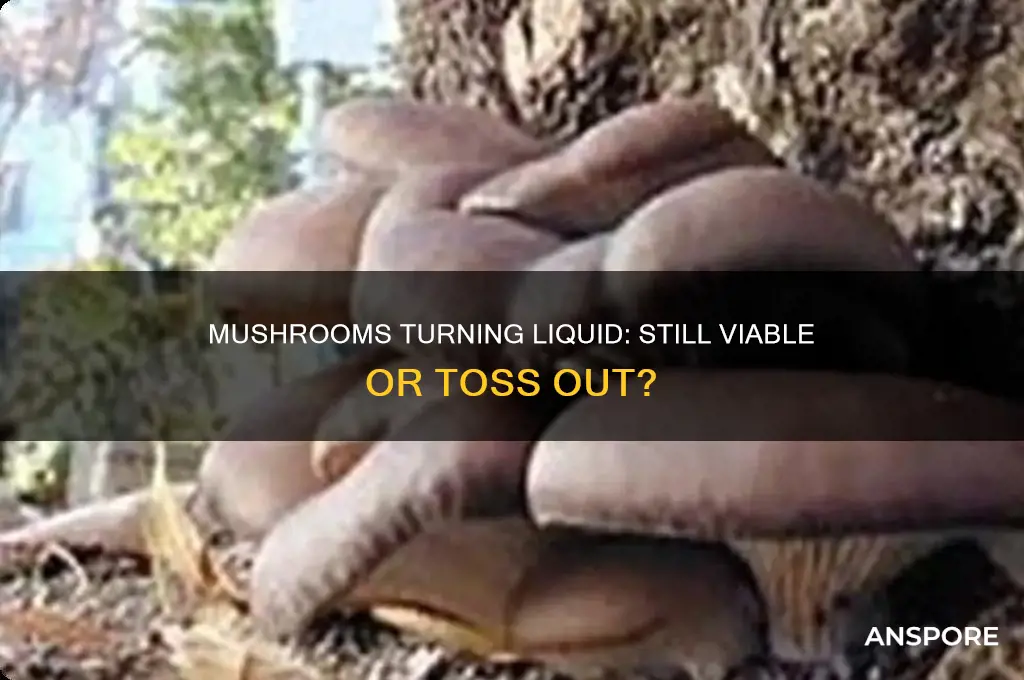 are mushrooms that are turning liquid still hood