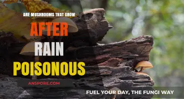 Post-Rain Mushrooms: Are They Safe to Eat or Poisonous?