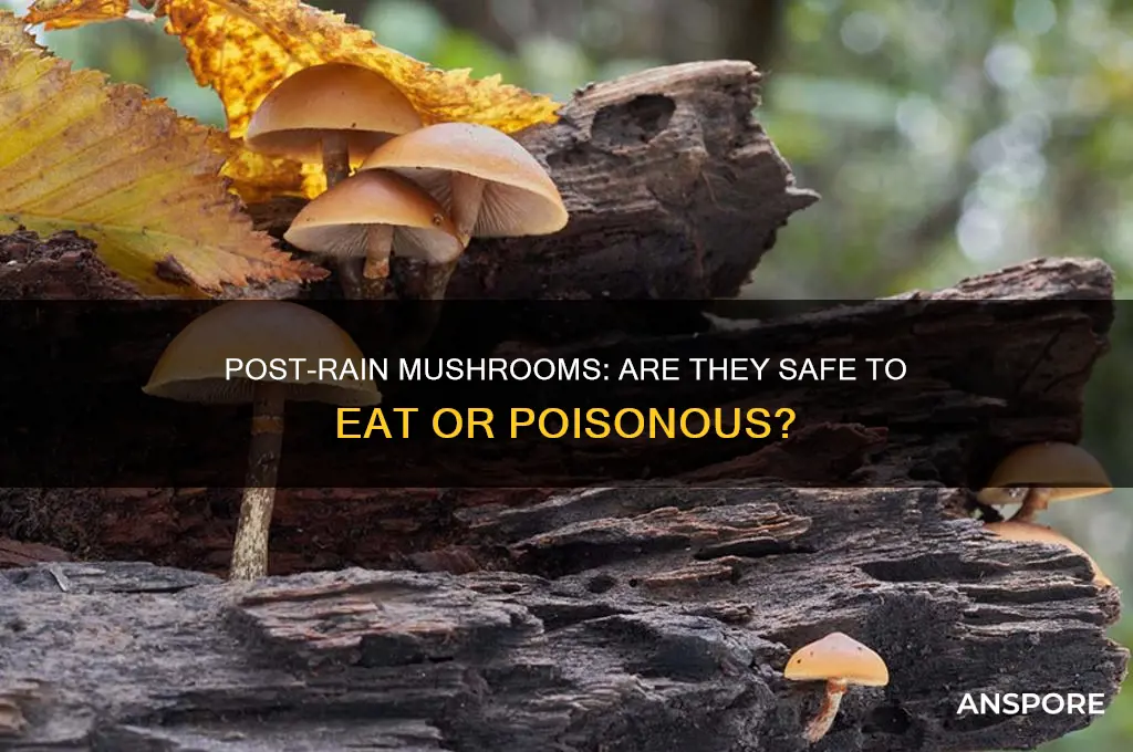 are mushrooms that grow after rain poisonous