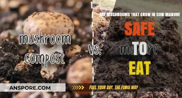 Cow Manure Mushrooms: Safe to Eat or Toxic Treat?