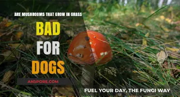 Mushrooms in Grass: Are They Harmful to Your Dog?