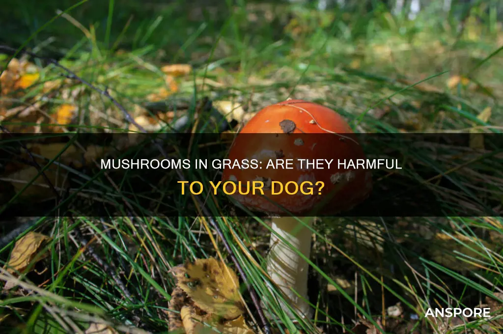 are mushrooms that grow in grass bad for dogs