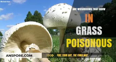 Are Lawn Mushrooms Safe? Identifying Poisonous Grass-Growing Fungi