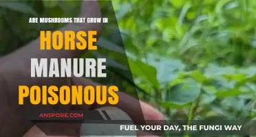 Are Mushrooms in Horse Manure Poisonous? A Safety Guide