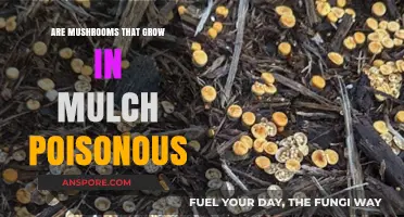 Are Mushrooms in Mulch Poisonous? A Guide to Safety