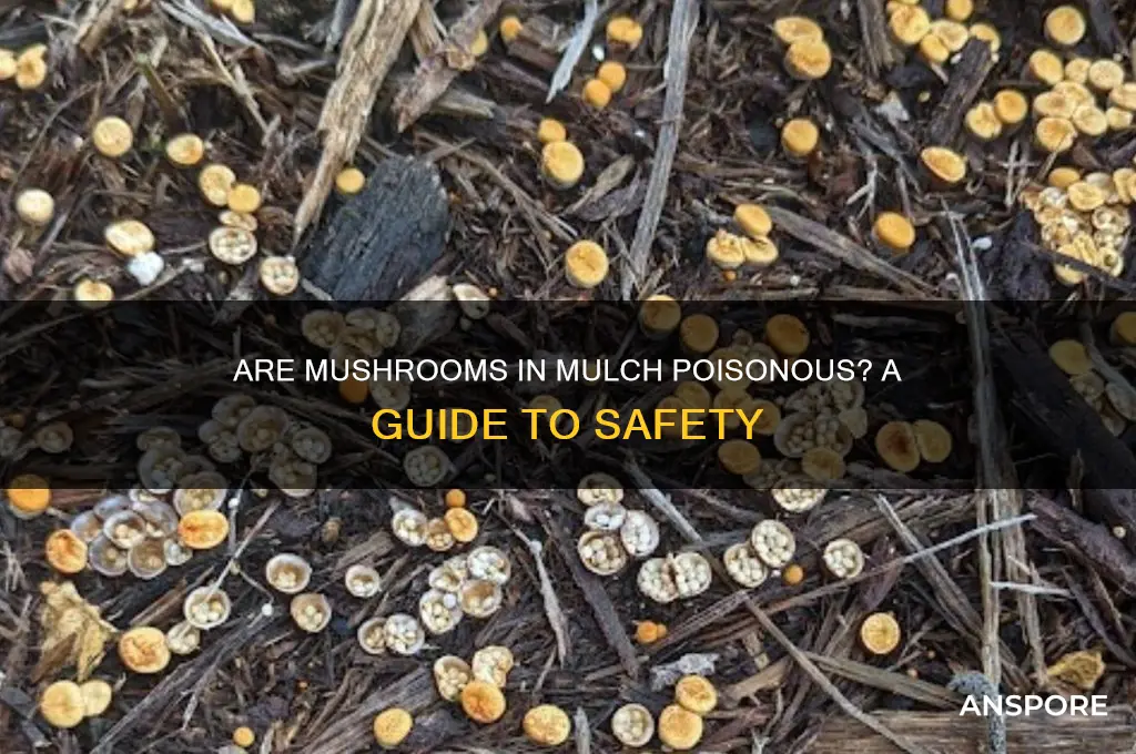 are mushrooms that grow in mulch poisonous