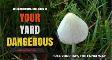 Are Yard Mushrooms Safe? Identifying Risks in Your Backyard Fungi