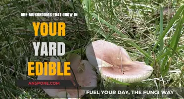 Can You Eat Yard Mushrooms? Identifying Safe vs. Toxic Varieties