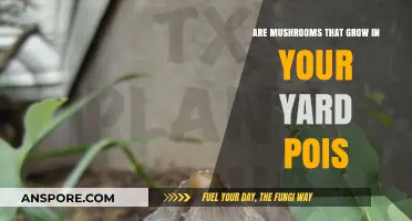 Are Yard Mushrooms Poisonous? Identifying Safe vs. Toxic Varieties