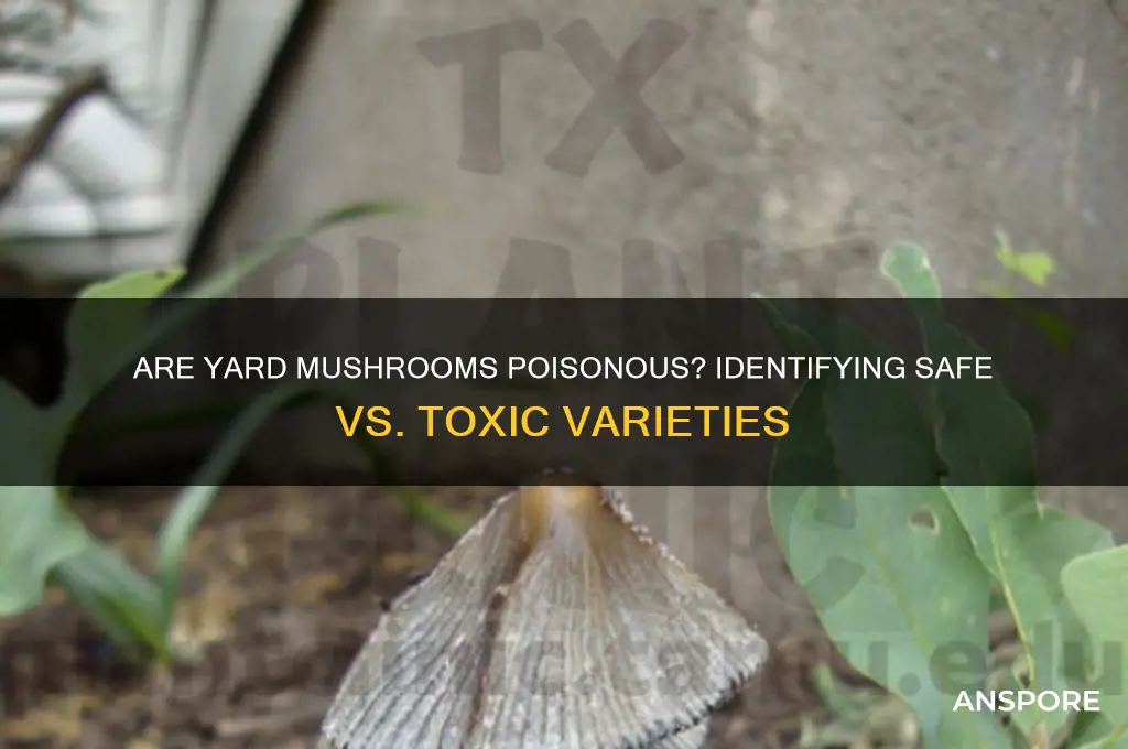 are mushrooms that grow in your yard pois