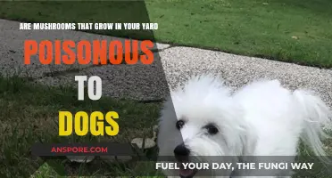 Are Yard Mushrooms Poisonous to Dogs? A Pet Owner's Guide