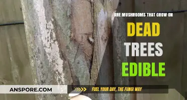 Can You Eat Mushrooms Growing on Dead Trees? Safety Guide