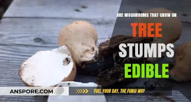 Can You Eat Mushrooms Growing on Tree Stumps? A Guide