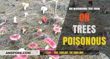 Are Tree-Growing Mushrooms Poisonous? A Guide to Safe Foraging