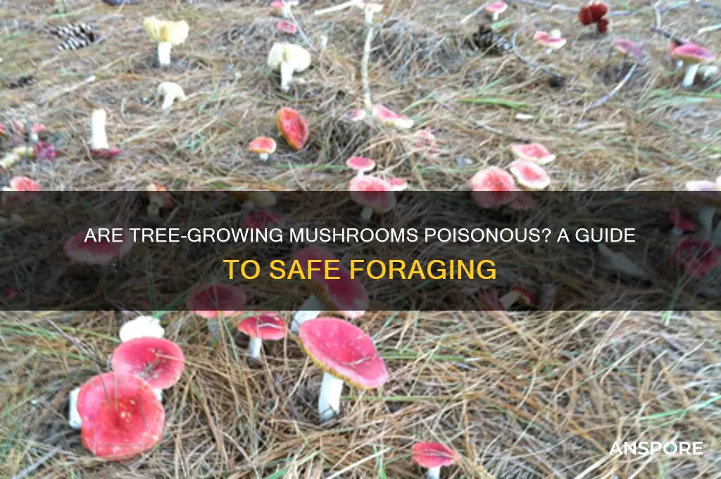 are mushrooms that grow on trees poisonous