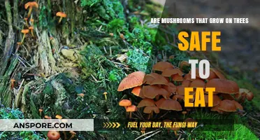 Tree-Growing Mushrooms: Safe to Eat or Toxic Danger?