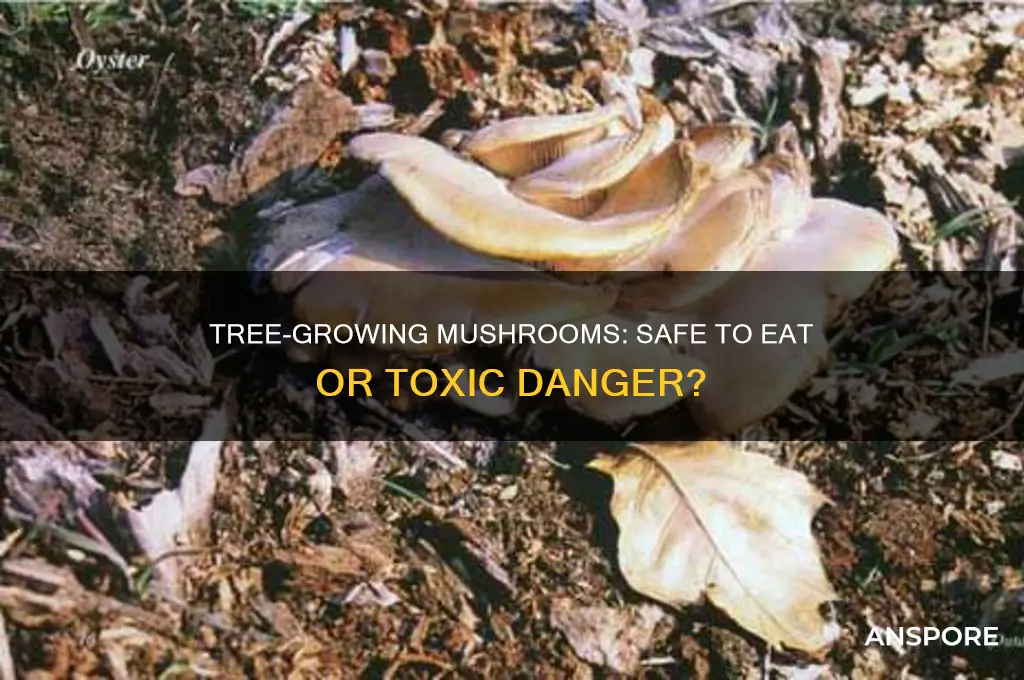 are mushrooms that grow on trees safe to eat