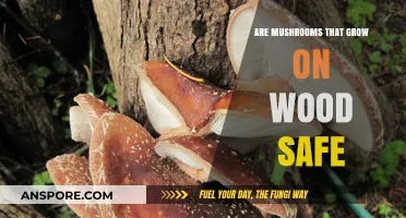 Are Wood-Grown Mushrooms Safe to Eat? A Comprehensive Guide