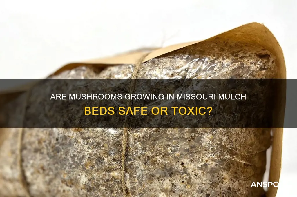 are mushrooms that grow out of mulch poisonous in missouri