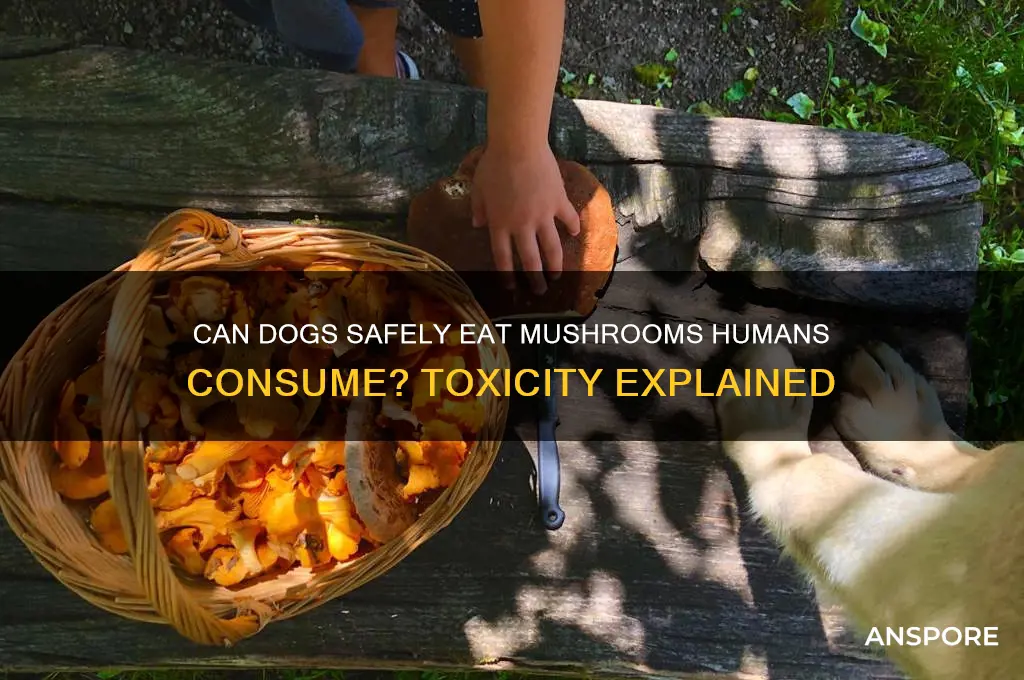 are mushrooms that people eat poisonous for dogs